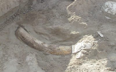 Mammoth tusk discovered near North Las Vegas